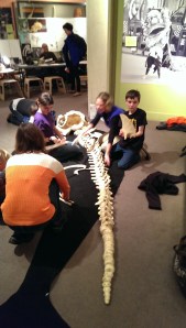 Jeff loved assembling this orca skeleton.  Over and over and over.