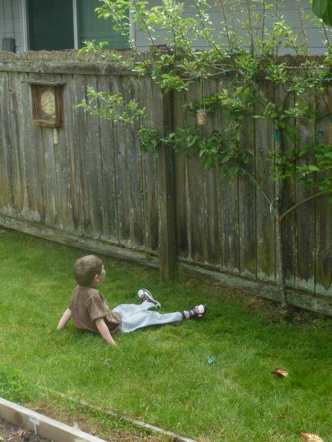 william birdfeeder 2013.06.01